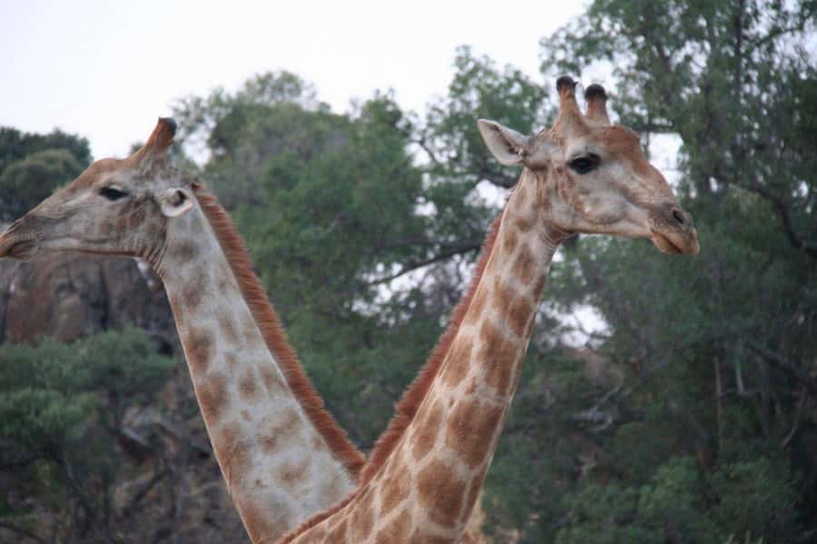 From Cape Town: Big Five Safari Experience with Lunch - What to bring for a smooth safari day