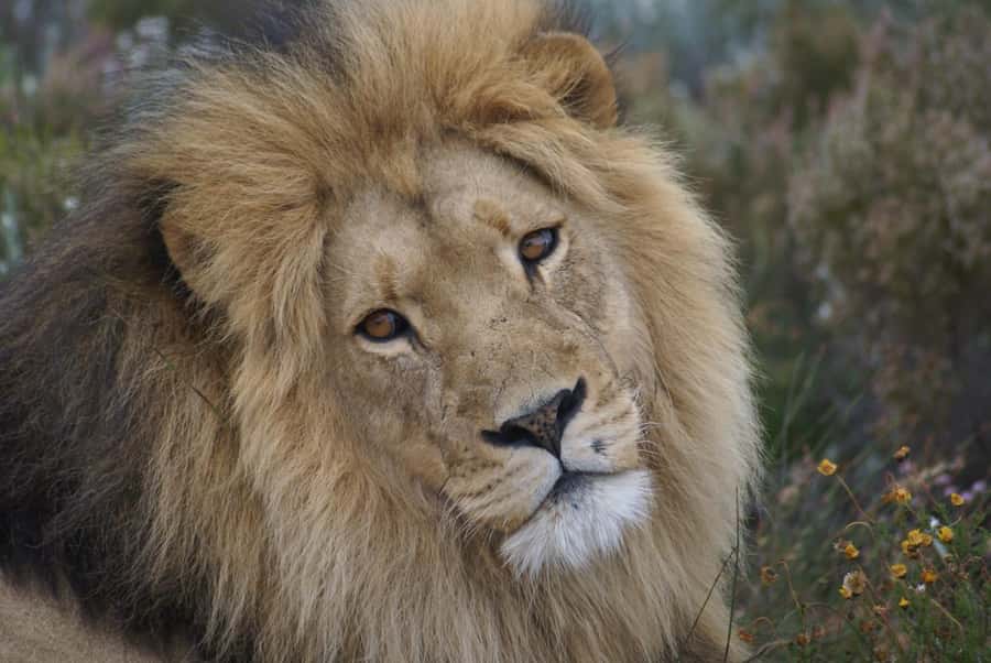 From Cape Town: Big Five Safari Experience with Lunch - Pickup in Cape Town: timing, comfort, and what to expect
