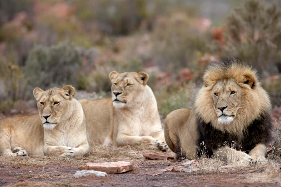 From Cape Town: Big Five Sunset Safari incl. Transportation - Key things to know before you go
