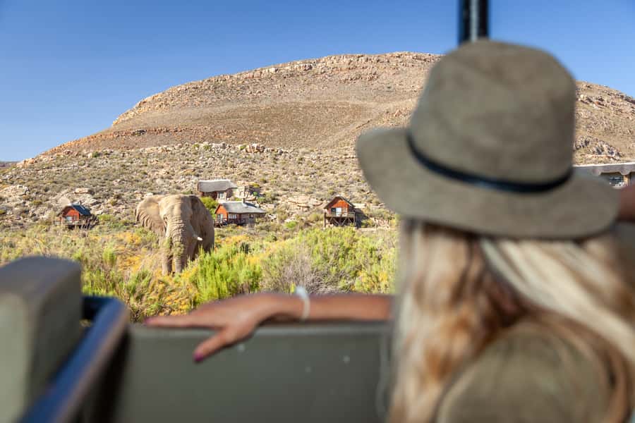 From Cape Town: Big Five Sunset Safari incl. Transportation - Why a Big Five sunset safari fits perfectly with a Cape Town morning