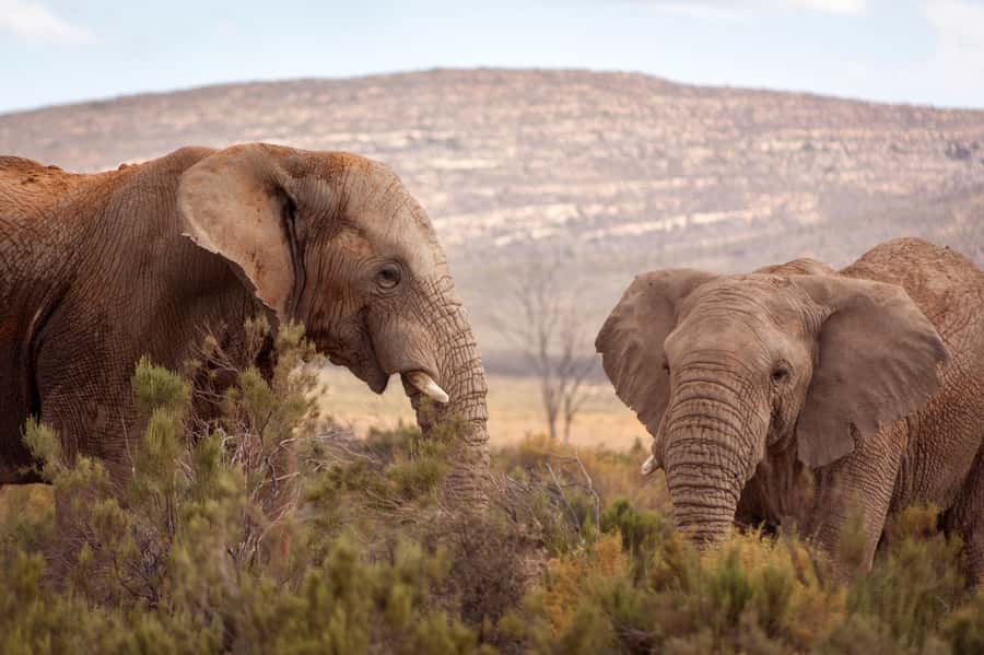 From Cape Town: Big Five Sunset Safari incl. Transportation - The Big Five game drive: what 2 to 3 hours feels like in practice