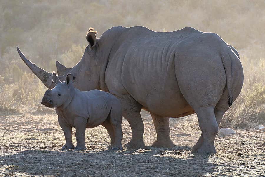 From Cape Town: Big Five Sunset Safari incl. Transportation - Price and value: is $280 a smart deal for this safari?
