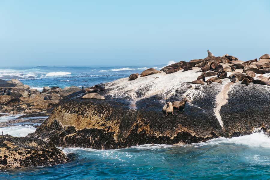 From Cape Town: Cape Peninsula & Boulders Penguin Beach Tour - Chapman’s Peak Drive, Where the View is Part of the Experience