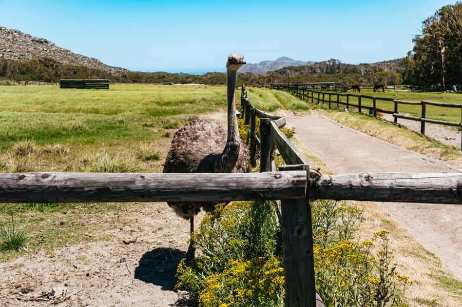 From Cape Town: Cape Peninsula & Boulders Penguin Beach Tour - Noordhoek Farm Village, a Necessary Coffee Reset