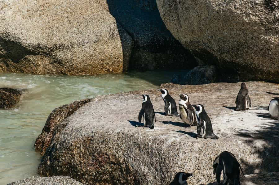 From Cape Town: Cape Peninsula & Boulders Penguin Beach Tour - First Stop in Bo-Kaap, Then You Get Out to the Coast