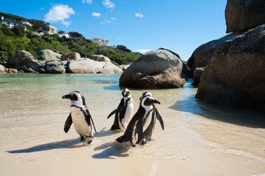 From Cape Town: Cape Point and Boulders Beach Full-Day Tour - Cape Point Nature Reserve: Cliffs, Wildlife, and the Funicular Option