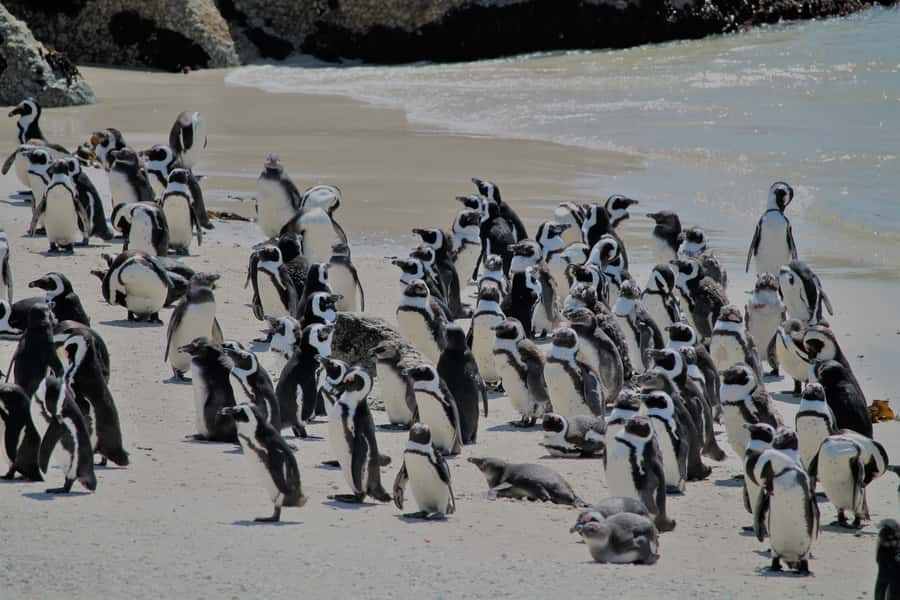 From Cape Town: Cape Point and Boulders Beach Half-Day Tour - Maiden’s Cove and Chapman’s Peak Drive: where the photos happen fast