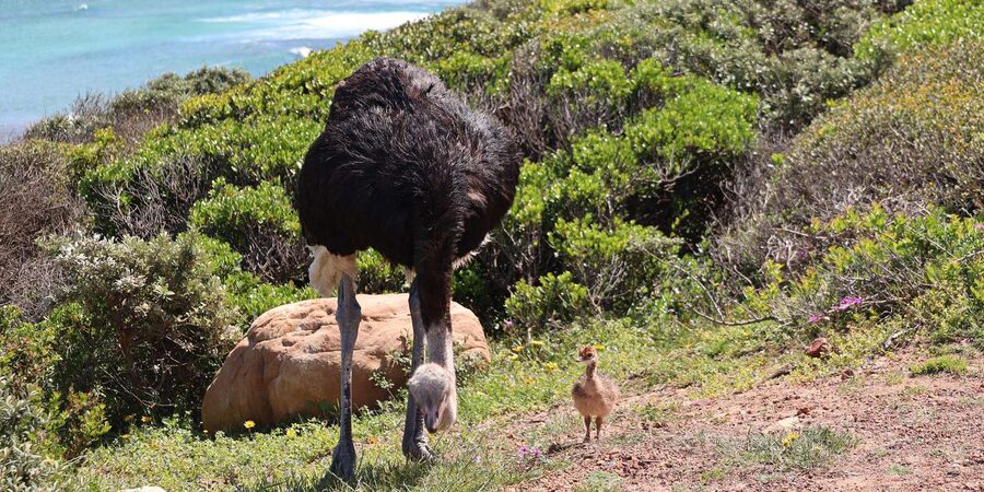 From Cape Town: Cape Point and Boulders Beach Half-Day Tour - Boulders Beach African penguins: the walk, the fee, and what to look for