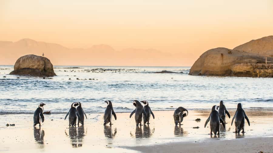 From Cape Town: Cape Point & Boulders Beach Full-Day Tour - Key Highlights Worth Planning For