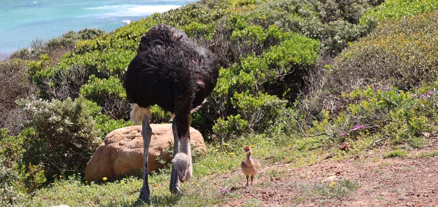 From Cape Town: Cape Point & Boulders Beach Full-Day Tour - The Big Star: Boulders Beach African Penguins