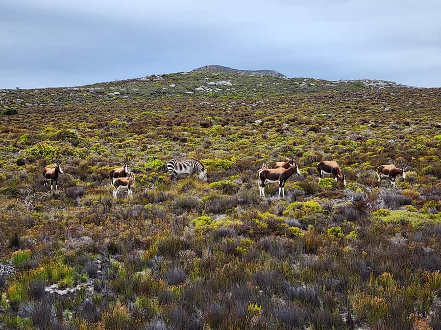 From Cape Town: Cape Point & Boulders Beach Full-Day Tour - Cape Point Lighthouse: Funicular Ticket or the Walk Up