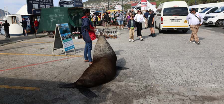 From Cape Town: Cape Point & Boulders Beach Full-Day Tour - Optional Seal Island Boat Cruise From Hout Bay