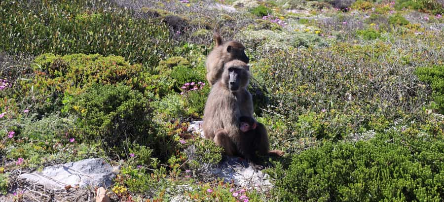 From Cape Town: Cape Point & Boulders Beach Full-Day Tour - Getting Picked Up and Oriented in Cape Town