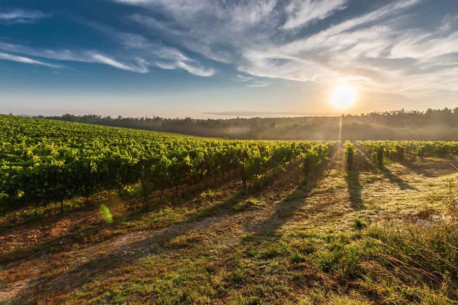 From Cape Town: Cape Winelands Full-Day Private Tour - Fairview Wine and Cheese: When Food Runs the Show