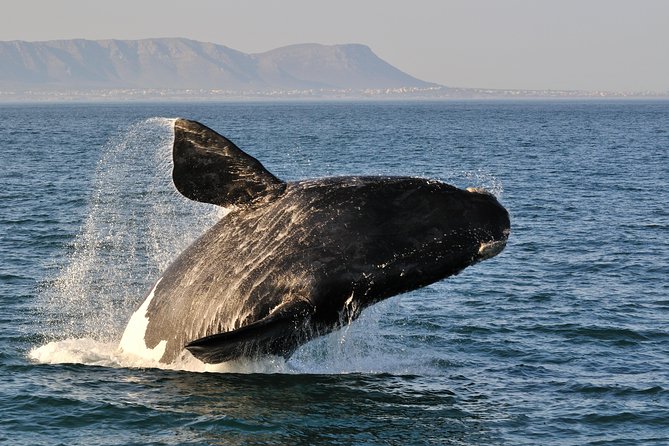 From Cape Town: Full Day Guided Hermanus and Whale Tour - Key Highlights That Make This Hermanus Day Feel Worth It