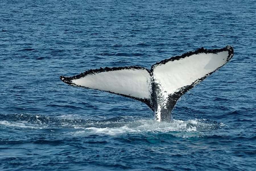 From Cape Town: Full Day Hermanus Whale Watching Tour - Key highlights worth your attention