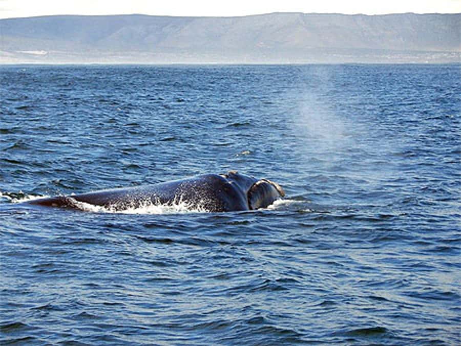 From Cape Town: Full Day Hermanus Whale Watching Tour - Your Hermanus whale watching time, what you are watching for