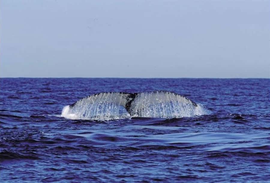 From Cape Town: Full Day Hermanus Whale Watching Tour - Bouchard Finlayson wine tasting in Hemel en Aarde, the mid-day reward