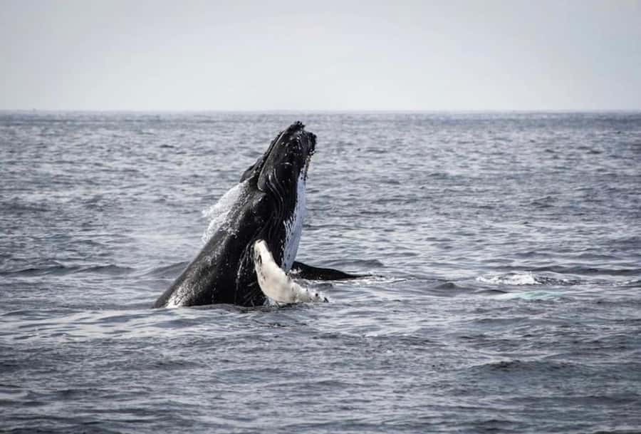 From Cape Town: Full Day Hermanus Whale Watching Tour - 9.5 hours from pickup to drop-off, and how to enjoy it without fatigue