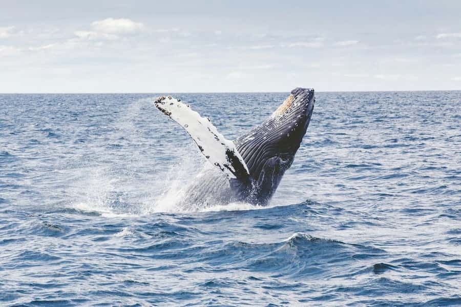 From Cape Town: Full Day Hermanus Whale Watching Tour - The coastal drive and the mini stops that keep the day from feeling rushed