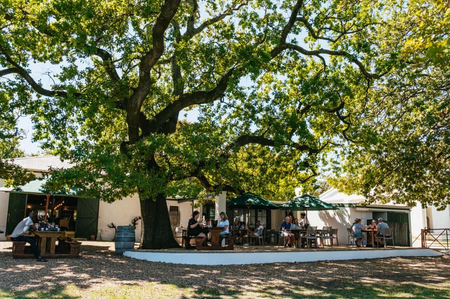 From Cape Town: Full Day Winelands Tour with wine tastings - Morning pickup in Cape Town, then straight into the valley
