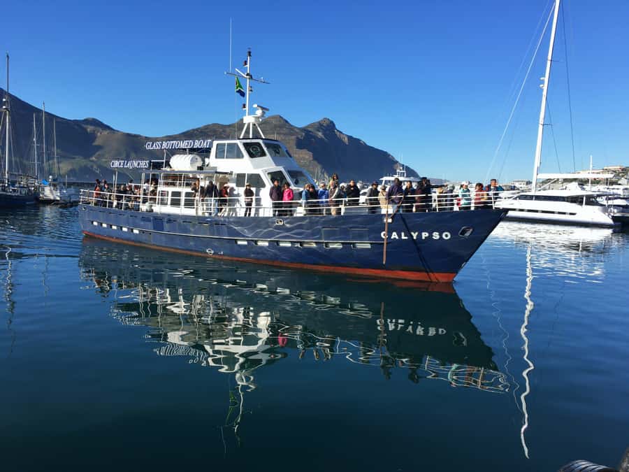 From Cape Town: Glass-Bottom Boat Seal Watching Tour - The Kelp Forest Through the Glass: What You Will Actually See