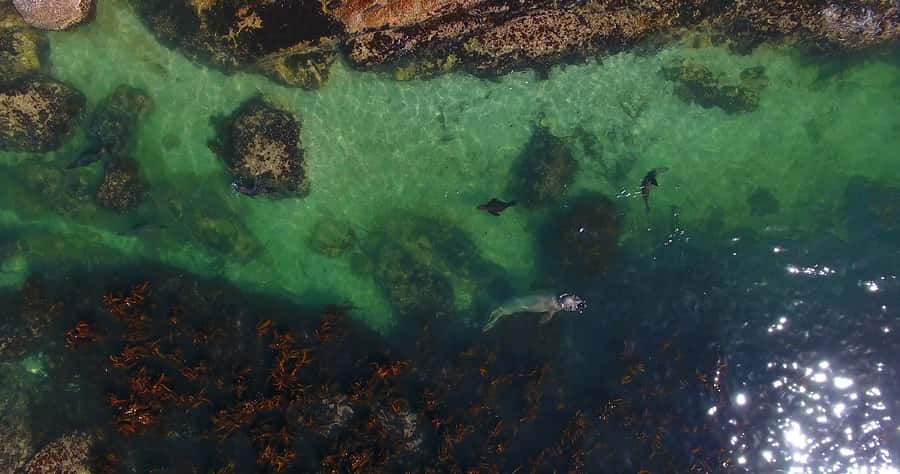 From Cape Town: Glass-Bottom Boat Seal Watching Tour - Duiker Island, aka Seal Island: Meeting Thousands of Cape Fur Seals