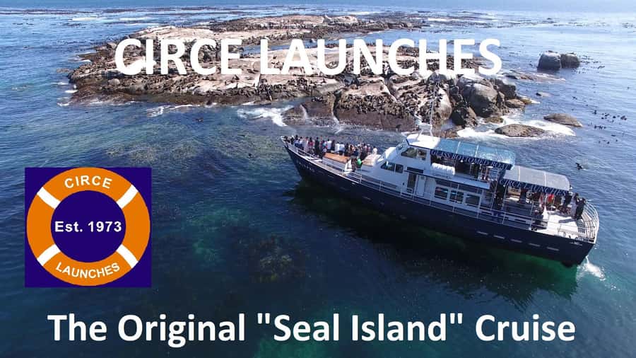From Cape Town: Glass-Bottom Boat Seal Watching Tour - Wildlife Chances on the Way Back: Dolphins, Whales, and Sunfish