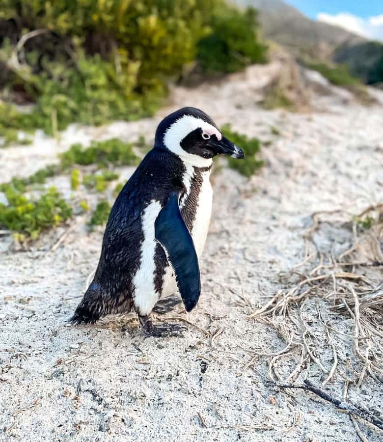 From Cape Town: Half Day Cape Point & Penguins Tour - New Cape Point Lighthouse sightseeing: iconic, but keep plans flexible