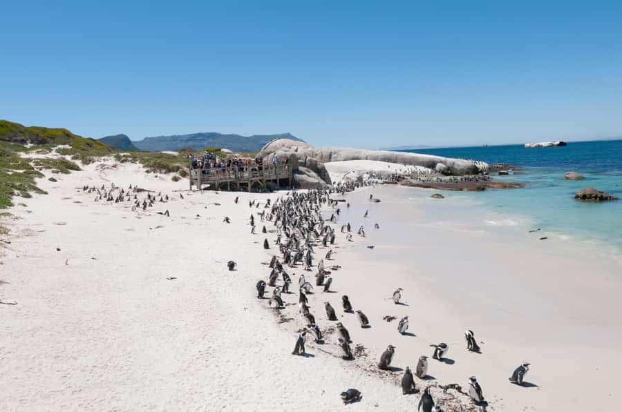 From Cape Town: Half Day Cape Point & Penguins Tour - Getting real value from the $102 price