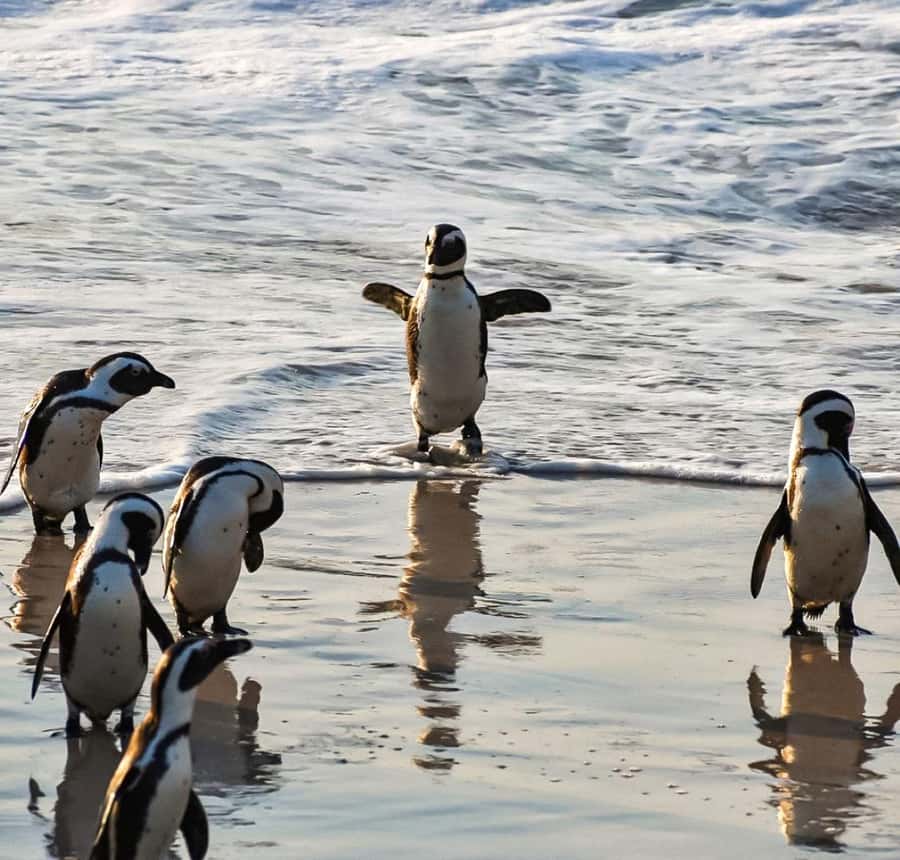 From Cape Town: Half Day Cape Point & Penguins Tour - What I’d watch out for, based on what can happen