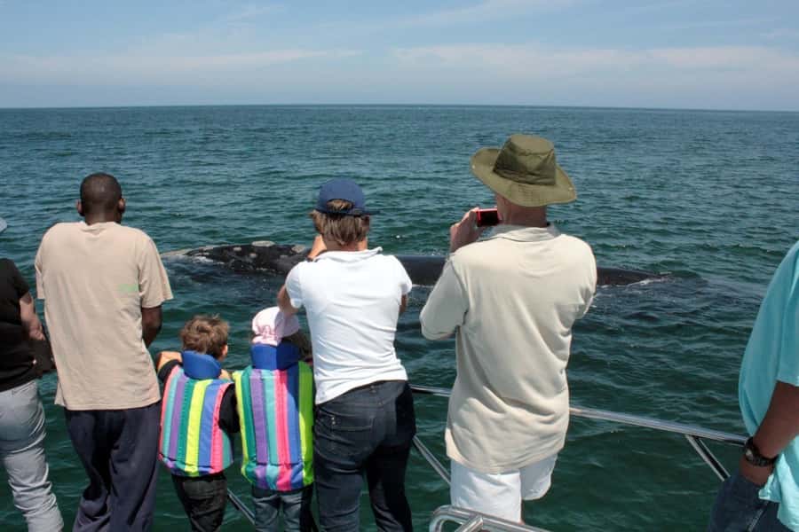 From Cape Town: Hermanus Whale Watching Boat Trip - Key points to know before you go