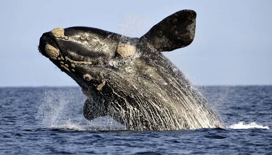From Cape Town: Hermanus Whale Watching Boat Trip - Why Gansbaai to Hermanus is the South African whale-spotting sweet spot