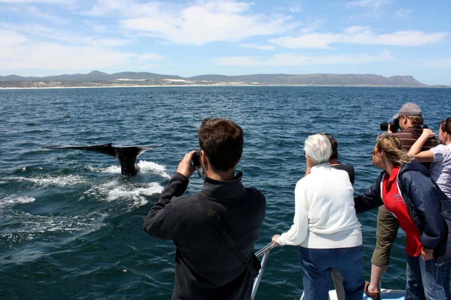 From Cape Town: Hermanus Whale Watching Boat Trip - Boarding at Gansbaai: small group energy on a speedboat