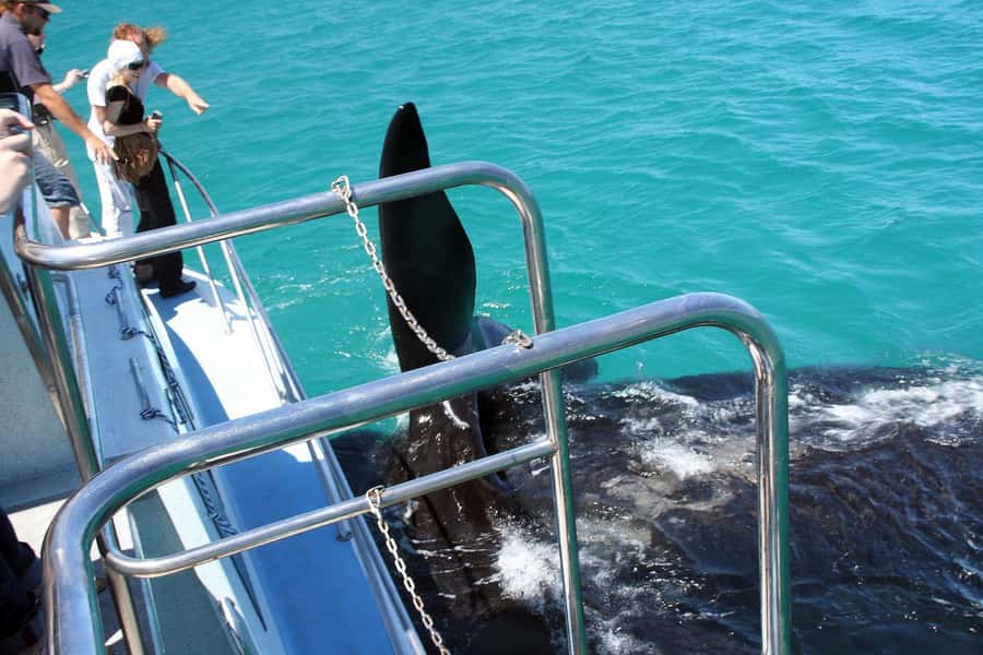 From Cape Town: Hermanus Whale Watching Boat Trip - Out on the water: what you learn while you scan for whales