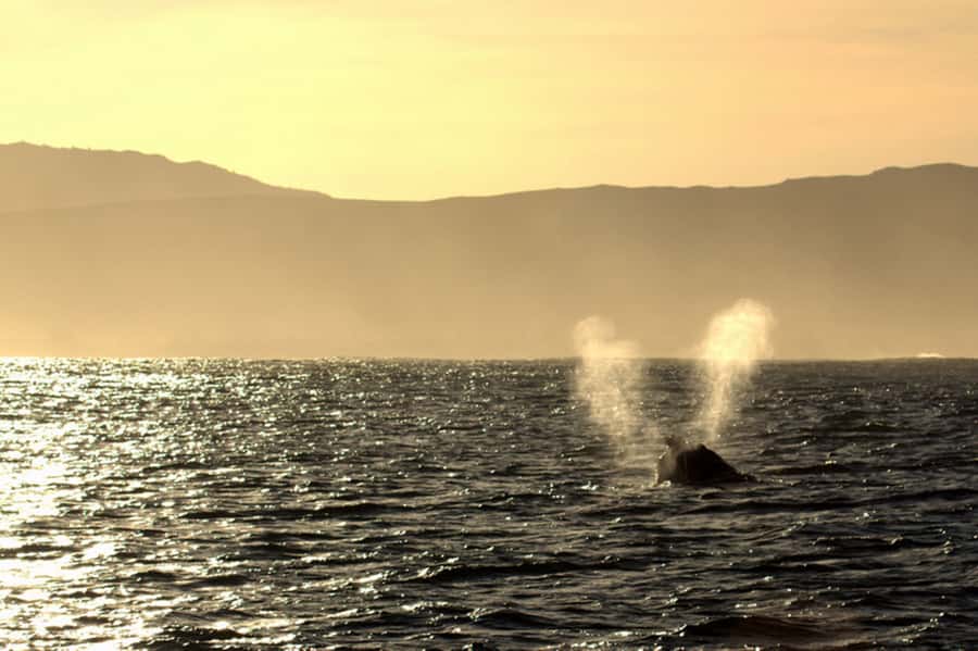 From Cape Town: Hermanus Whale Watching Boat Trip - Species checklist: the most exciting animals this route can deliver