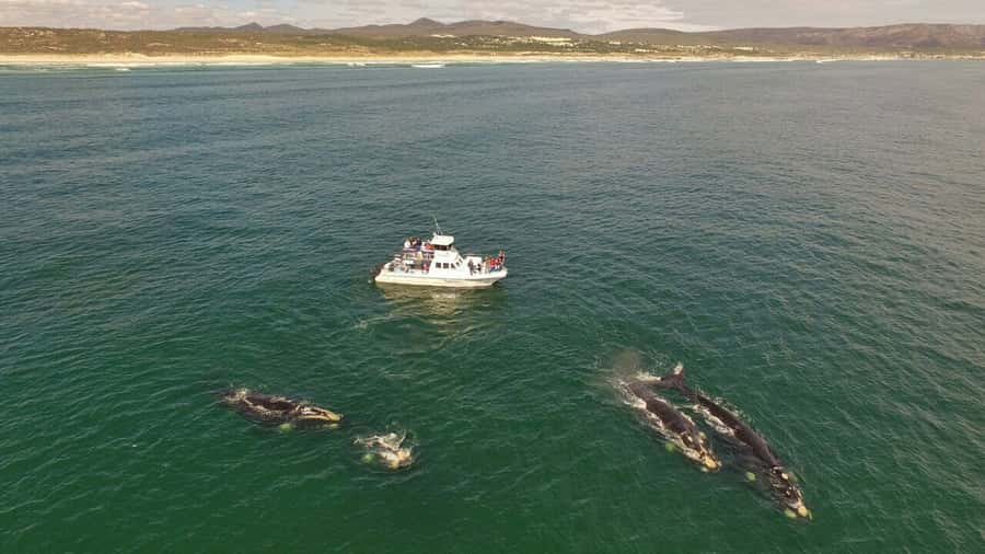 From Cape Town: Hermanus Whale Watching Boat Trip - Comfort, cold, and motion sickness: how to enjoy the sea day