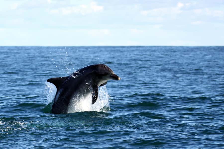 From Cape Town: Hermanus Whale Watching Boat Trip - The time budget matters: what 7 hours really means