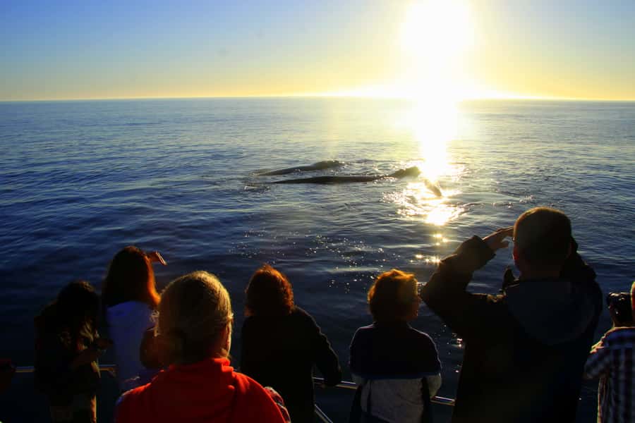 From Cape Town: Hermanus Whale Watching Boat Trip - Drinks and snacks, plus the food gap you should plan for