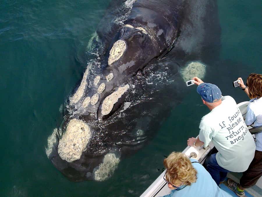 From Cape Town: Hermanus Whale Watching Boat Trip - Morning pickup in Cape Town, then the ride south to the sea