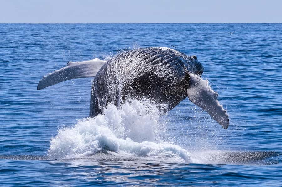 From Cape Town: Hermanus Whale Watching Full Day Tour - Key points to know before you go