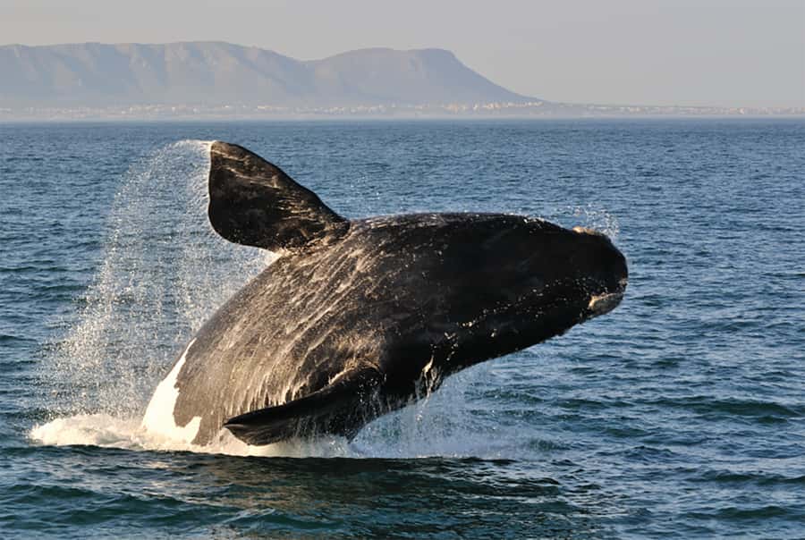 From Cape Town: Hermanus Whale Watching Full Day Tour - Rotary Way Lookout Point: Your First Big Walker Bay View