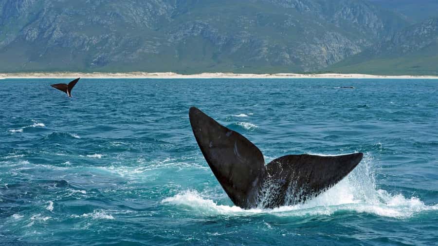 From Cape Town: Hermanus Whale Watching Full Day Tour - Hermanus Time: Walking, Shops, Sea Views, and 3 Hours in Town
