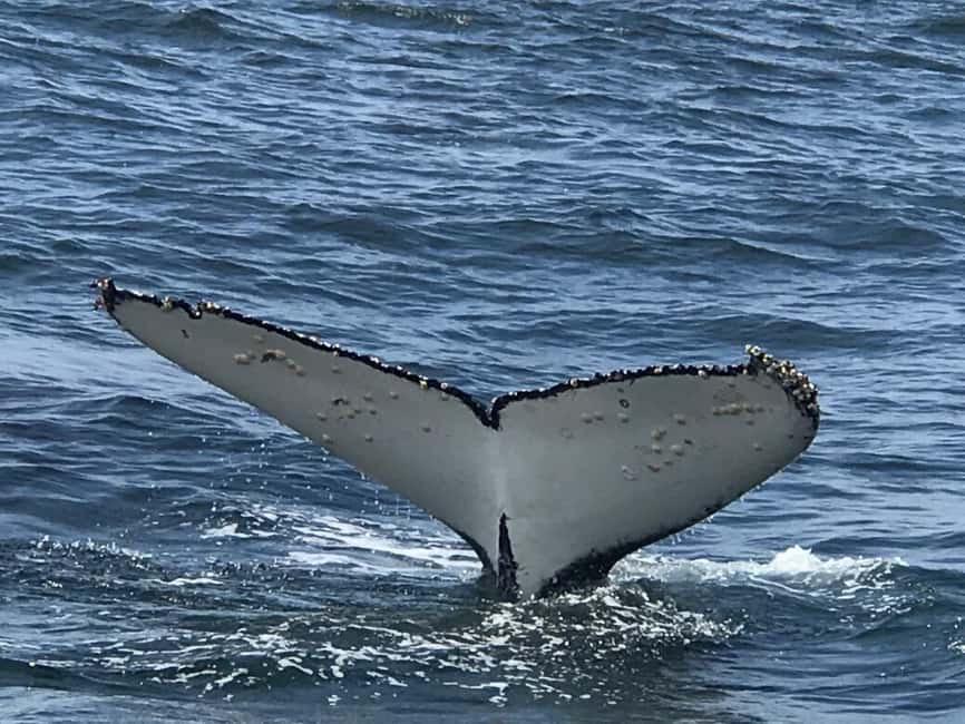 From Cape Town: Hermanus Whale Watching Tour with Boat Trip - Key Highlights to Know Before You Go