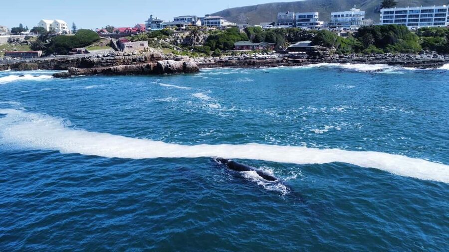 From Cape Town: Hermanus Whale Watching Tour with Boat Trip - Cape Town to Hermanus: Why the Scenic Drive Is Part of the Point
