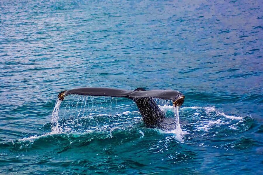 From Cape Town: Hermanus Whale Watching Tour with Boat Trip - The Drive Home: Extra Stops That Make the Day Feel Longer