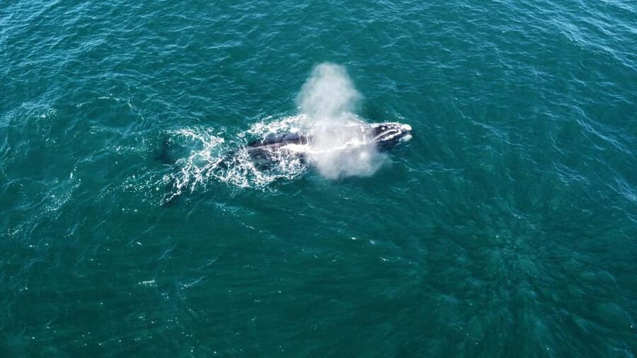 From Cape Town: Hermanus Whale Watching Tour with Boat Trip - What to Pack for a Comfortable Whale Day