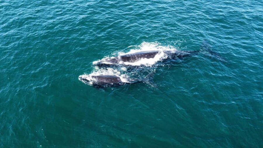 From Cape Town: Hermanus Whale Watching Tour with Boat Trip - Hermanus Town Center and the Coastline Whale Walk