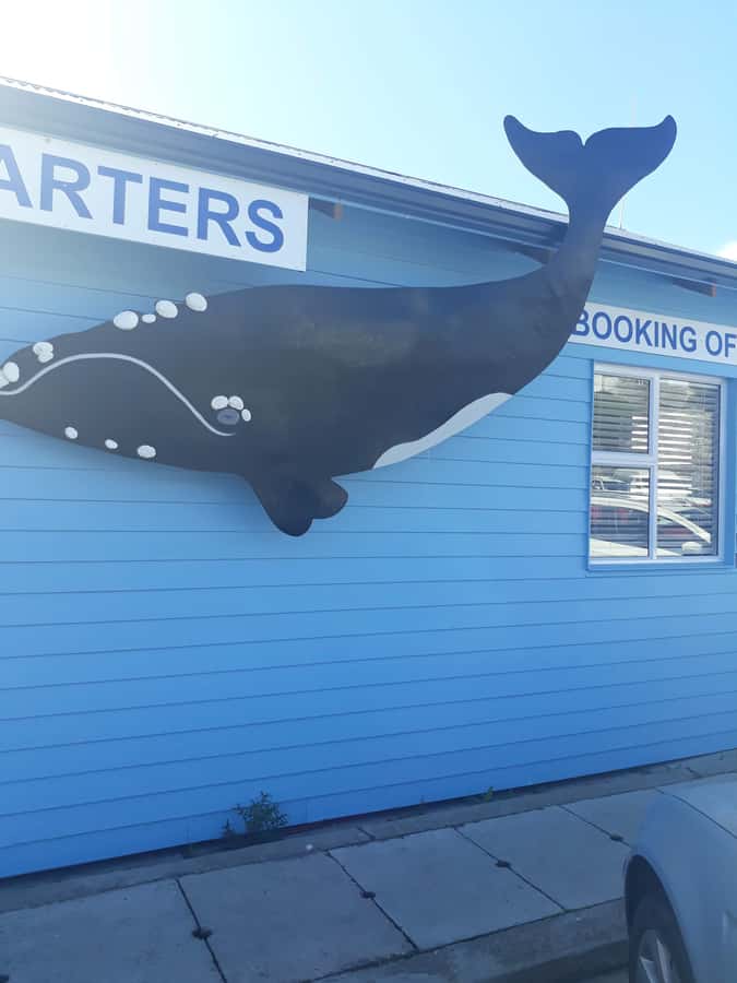 From Cape Town: Hermanus Whale Watching Tour with Transfer - Key things to know before you go