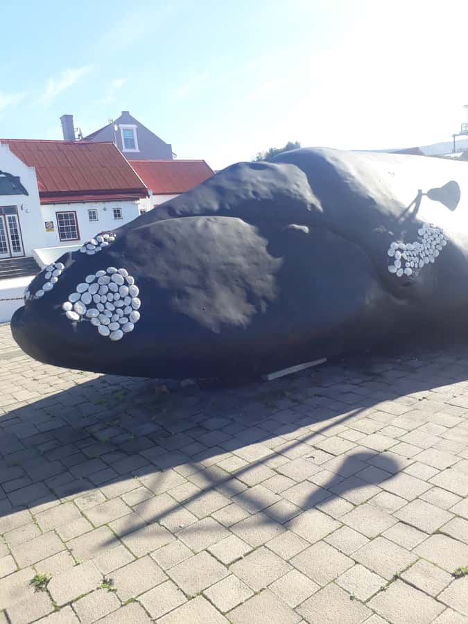From Cape Town: Hermanus Whale Watching Tour with Transfer - From Cape Town pickup to Hermanus harbor, what the day really feels like